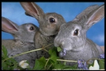 Кролиководство - с чего начать?