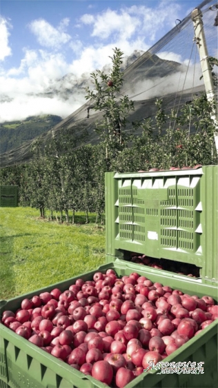 Антиградовая сетка для яблок,  винограда и других культур