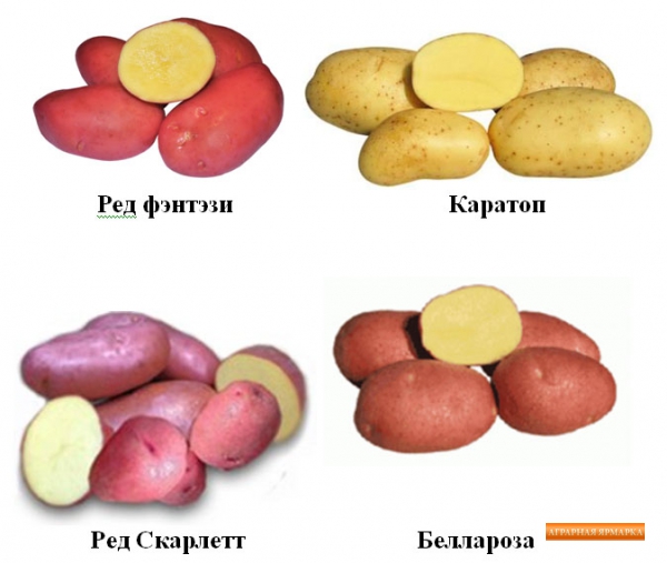 Картофель урожай 2016.   в г.  Брянске