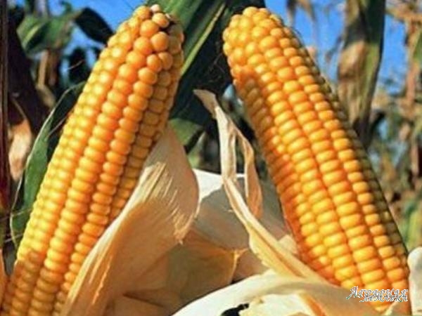 Гибрид кукурузы Серенада
