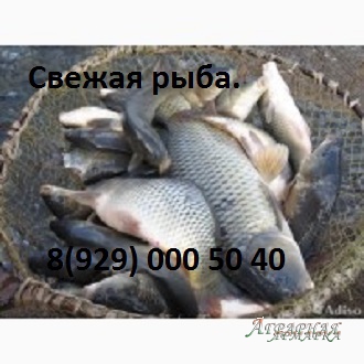 Живая рыба.  Продажа живой рыбы в Калуге.