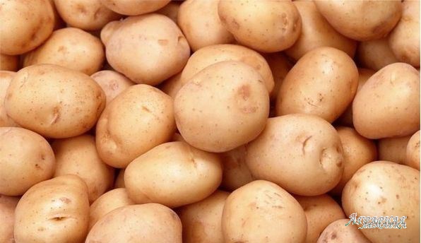 Картофель оптом от производителя от 7, 50 руб за кг