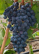 Краснодарский виноград