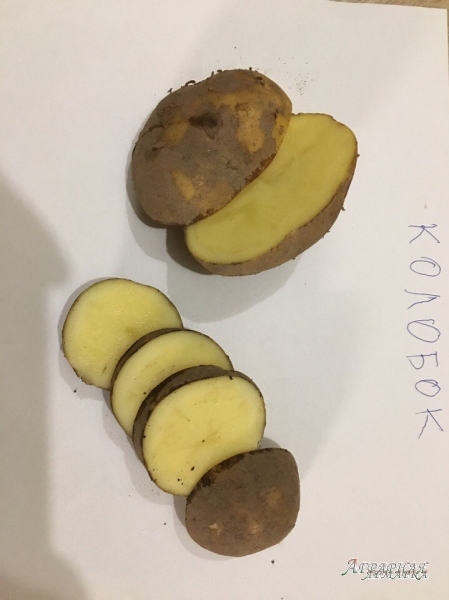 Продовольственный картофель оптом сорт Колобок