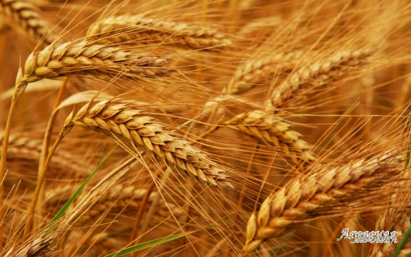 Закупаем пшеницу фуражную,  влажную,  ячмень и др.