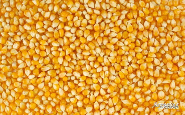 Семена кукурузы на посевную кампанию 2018 года