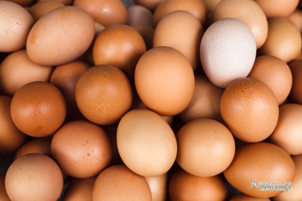 Яйцо инкубационное несушки Ломан-Браун.