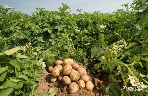 Продаётся картофель оптом от производителя ООО "Богородицкий альянс"