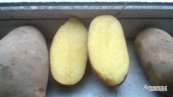 продовольственный картофель