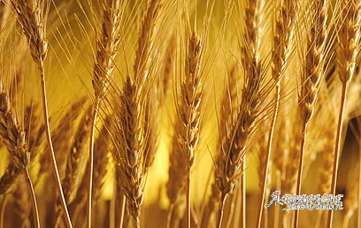 Пшеница фуражная с доставкой