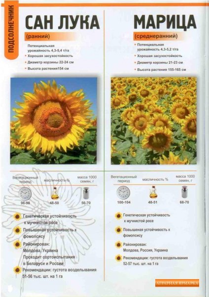 Предлагаем семена подсолнечника разных сортов и  гибридов от молдавского производителя