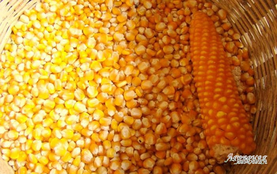 Семена кукурузы F-1