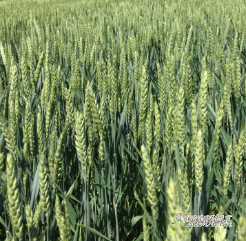 Семена озимой пшеницы краснодарской селекции ЭС/РС1/РС2