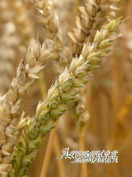 Семена озимой пшеницы сорт " Гурт"