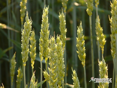 Семена пшеницы озимой  : Безостая 100,  Маркиз,  Караван,  Дуплет,  Ваня
