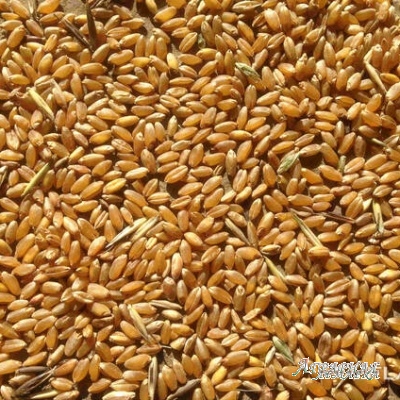 Реализуем Пшеницу 3,      4,      5 класса,      качество ГОСТ.