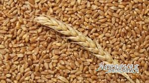 Реализуем Пшеницу