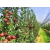 Антиградовая сетка для яблок,  винограда и других культур