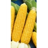 Гибрид кукурузы Алина,  кг