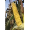 Гибрид кукурузы Прохладненский 175 СВ