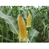 Гибрид кукурузы Родник 292 МВ