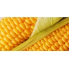 Гибриды семян подсолнечника кукурузы сахарной свеклы