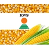 Семена кукурузы производителя «КВС»