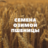 Продам семена озимой пшеницы на посев