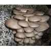 Мицелий грибов,    субстраты,    почтовая рассылка