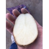 Продовольственный картофель оптом сорт Янка