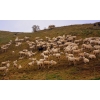 Овцы мясных пород живым весом.    140 руб/кг.