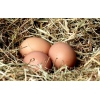 Яйцо инкубационное несушки Ломан-Браун.