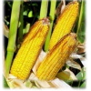 Продаем семена кукурузы фирм "Монсанто" и "Пионер"