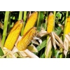 Продаем семена кукурузы фирм "Монсанто" и "Пионер"