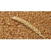 Пшеница,               зерно продаем франко-вагон FCA