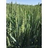 Семена озимой пшеницы ЭС/РС1