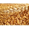 Реализуем Пшеницу 3,   4,   5 класса,   качество ГОСТ.