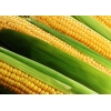 Реализуем Кукурузу 1,   2 класса,   качество ГОСТ.