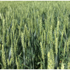 Семена озимой пшеницы краснодарской селекции ЭС/РС1/РС2