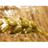 Семена озимой пшеницы сорт " Алексеич"