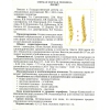 Семена Озимой пшеницы  сорт "Лилит"