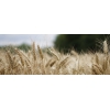 Семена пшеницы озимой  :  Краса Дона,  Станичная,  Лидия