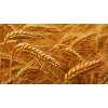 Семена пшеницы озимой  :  Жива,  Юбилейная 100,  Антонина,  Баграт