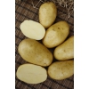 Семенной картофель КОЛЕТТЕ (элита,  суперэлита)  от СеДеК