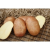 Семенной картофель КРАСА (суперэлита)  от СеДеК