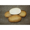 Семенной картофель УДАЧА (элита,  суперэлита)  от СеДеК