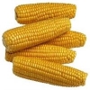Кукуруза 1, 2 класса