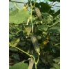 Семена огурцов Лютояро F1 урожайность 20-25 кг.  с1 м2